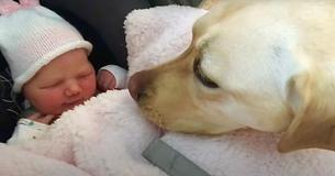 Eager Yellow Lab Can’t Contain Joy To Meet New Baby Sister Eager Yellow Lab Can’t Contain Joy To Meet New Baby Sister