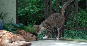 Kitten Can't Hold Back His Curiosity After Spotting A Baby Deer On His Porch Kitten Can't Hold Back His Curiosity After Spotting A Baby Deer On His Porch