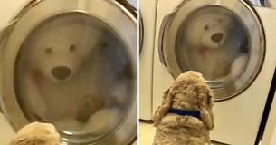 Cocker Spaniel Waits Patiently In Front Of Dryer Until His Stuffed Bear Is ‘Safe’ Cocker Spaniel Waits Patiently In Front Of Dryer Until His Stuffed Bear Is ‘Safe’