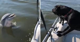 Friendly Wild Dolphin Swims By To Say Hello To Two Dogs On A Boat Friendly Wild Dolphin Swims By To Say Hello To Two Dogs On A Boat