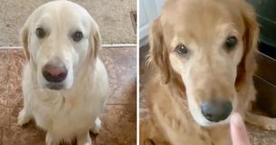 Dog Warmly Apologizes To Brother After Stealing His Treat Dog Warmly Apologizes To Brother After Stealing His Treat