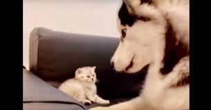 Huge Husky Wins BFF Status With Small Kitten Huge Husky Wins BFF Status With Small Kitten