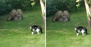 A Startled Owl Puffs Up To Look Much Larger In Order To Intimidate An Equally Defensive Family Cat A Startled Owl Puffs Up To Look Much Larger In Order To Intimidate An Equally Defensive Family Cat