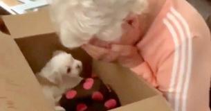 Grandma Brought To Instant Tears Because She's Surprised With New Puppy Grandma Brought To Instant Tears Because She's Surprised With New Puppy