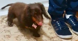 Well-Mannered Dachshund Wipes Her Wet Paws Before Entering Back Inside Well-Mannered Dachshund Wipes Her Wet Paws Before Entering Back Inside