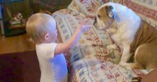 Baby Has Engaging Conversation With Her Patient Bulldog Baby Has Engaging Conversation With Her Patient Bulldog