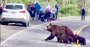 Traffic Stops For Grizzly Bear Mama And Her Cubs Cross The Road Traffic Stops For Grizzly Bear Mama And Her Cubs Cross The Road