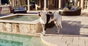 Deutsche Dogge Max hat einen Wutanfall, weil er nicht ins Wasser darf Deutsche Dogge Max hat einen Wutanfall, weil er nicht ins Wasser darf