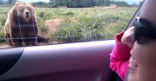 Mulher acena para urso, mas não esperava que ele fosse responder Mulher acena para urso, mas não esperava que ele fosse responder