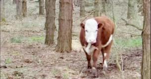 Un veau échappe au boucher et est élevé par un troupeau de cerfs dans une forêt enneigée Un veau échappe au boucher et est élevé par un troupeau de cerfs dans une forêt enneigée