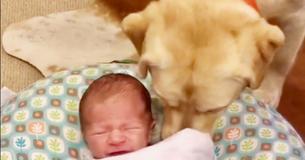 Un Labrador empêche un nouveau-né de pleurer Un Labrador empêche un nouveau-né de pleurer