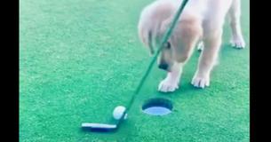 Puppy Sinks Putt For Owner, His Following Celebration Will Make Your Day Puppy Sinks Putt For Owner, His Following Celebration Will Make Your Day