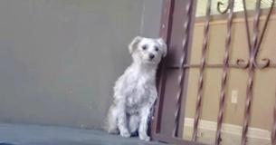 Un chien errant tremblant se transforme complètement lorsque le sauveteur le prend dans ses bras Un chien errant tremblant se transforme complètement lorsque le sauveteur le prend dans ses bras