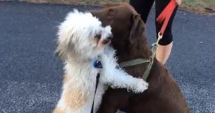 Adorable Canine Companions Give Each Other Hugs Adorable Canine Companions Give Each Other Hugs