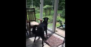 Dog Carefully Catches Bird Trapped On Porch To Set It Free Dog Carefully Catches Bird Trapped On Porch To Set It Free
