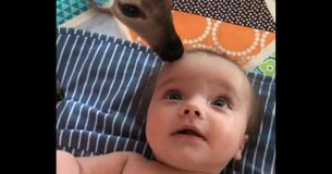 Fawn Bonding With Baby Girl Will Lighten Your Day And Warm Your Heart Fawn Bonding With Baby Girl Will Lighten Your Day And Warm Your Heart