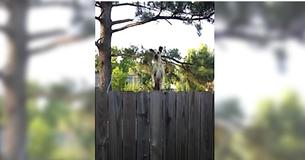 Un gran danés descubre un trampolín en el patio del vecino y lo que ocurre después es pura diversión Un gran danés descubre un trampolín en el patio del vecino y lo que ocurre después es pura diversión