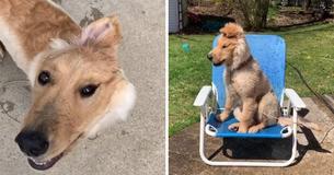 'Unicorn' Dog With One Ear At The Center Of Her Head Gains Adoring Fans Online 'Unicorn' Dog With One Ear At The Center Of Her Head Gains Adoring Fans Online