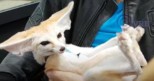 When You Cross A Dog, Cat, And Dolphin–You End Up With An Unusual Fox When You Cross A Dog, Cat, And Dolphin–You End Up With An Unusual Fox