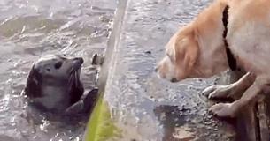 Un bébé phoque joue à cache-cache avec un Labrador curieux Un bébé phoque joue à cache-cache avec un Labrador curieux