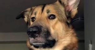 Dog Learns To Bark Softly After Being Told He Can’t Do It At Home Dog Learns To Bark Softly After Being Told He Can’t Do It At Home