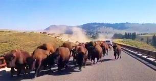 Spectacular Clip Shows Driving Travelers Being Caught In Bison Stampede Spectacular Clip Shows Driving Travelers Being Caught In Bison Stampede