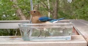 Gorgeous Flycatcher Enjoys Swim In Japanese Birdbath Gorgeous Flycatcher Enjoys Swim In Japanese Birdbath