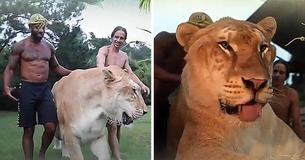 900-Pound Apollo The Garguantan Liger Is Cat Not To Be Messed With 900-Pound Apollo The Garguantan Liger Is Cat Not To Be Messed With