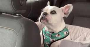 French Bulldog Stuck In Traffic Throws A Temper Tantrum French Bulldog Stuck In Traffic Throws A Temper Tantrum