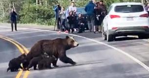 Busy Road Comes To A Standstill–All To Let A Mama Grizzly Bear And Her Cubs Cross Busy Road Comes To A Standstill–All To Let A Mama Grizzly Bear And Her Cubs Cross
