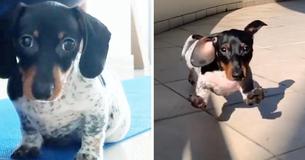 Dachshund With A Dalmation Spotted Body Breaks Cuteness Records Across The Internet Dachshund With A Dalmation Spotted Body Breaks Cuteness Records Across The Internet