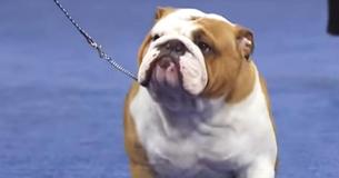 Bulky Bulldog Takes Home 'Best In Show' Because Of His 'Outstanding Overall Attitude' Bulky Bulldog Takes Home 'Best In Show' Because Of His 'Outstanding Overall Attitude'