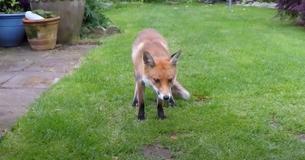 Neighborly Wild Red Fox Waits Patiently For His Favorite Human To Feed Him Neighborly Wild Red Fox Waits Patiently For His Favorite Human To Feed Him