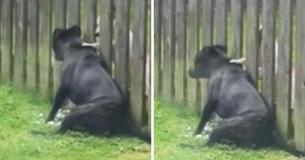 Dog Pays Visit To Fence To Get Soothing Massage From Neighbor Pup Dog Pays Visit To Fence To Get Soothing Massage From Neighbor Pup