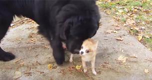 Tiny Chihuahua Keeps Her Big Dog Friend From Being Dognapped Tiny Chihuahua Keeps Her Big Dog Friend From Being Dognapped