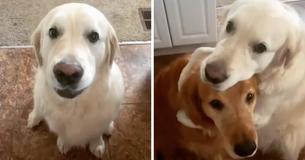 ‘A Dog’s Way Of Saying Sorry’—Golden Retriever Apologizes To His Brother For Pilfering His Treat ‘A Dog’s Way Of Saying Sorry’—Golden Retriever Apologizes To His Brother For Pilfering His Treat