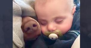 Mamá graba a su bebé durmiendo, pero un hocico peludo aparece a su lado Mamá graba a su bebé durmiendo, pero un hocico peludo aparece a su lado