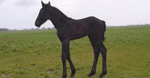 Adorable Black Friesian Filly Feels Earth & Grass For First Time Adorable Black Friesian Filly Feels Earth & Grass For First Time