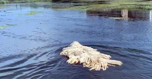 Mop-Looking Dog Becomes Internet Famous Viral For Swimming In A Lake Mop-Looking Dog Becomes Internet Famous Viral For Swimming In A Lake