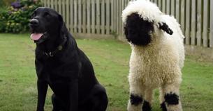 Liberty’s Massive Valais Blacknose Sheep Might Confuse Many, As It Acts Like A Dog Liberty’s Massive Valais Blacknose Sheep Might Confuse Many, As It Acts Like A Dog