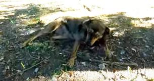Homeless Dog Is Rescued And Learns Playing With Toys For The First Time Homeless Dog Is Rescued And Learns Playing With Toys For The First Time