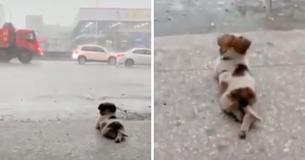 Little Dog Stole Hearts Of People Across The World By Quietly Watching Rain Little Dog Stole Hearts Of People Across The World By Quietly Watching Rain