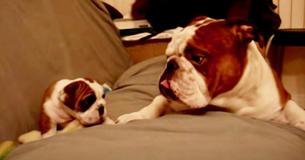 Le père Bulldog rencontre son bébé pour la première fois et leur interaction est précieuse Le père Bulldog rencontre son bébé pour la première fois et leur interaction est précieuse