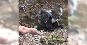 Un adolescent offre une feuille à un bébé koala qui rampe du dos de sa mère pour se mettre sur son bras Un adolescent offre une feuille à un bébé koala qui rampe du dos de sa mère pour se mettre sur son bras