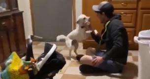 Dogs Totally Lose It Because Owner Comes Home After Week Away Dogs Totally Lose It Because Owner Comes Home After Week Away