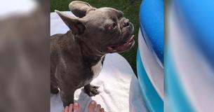 French Bulldog Hilariously Overcome With Joy Because Of New Pool French Bulldog Hilariously Overcome With Joy Because Of New Pool