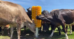 Herd Of 100 Cattle Go Bananas Because Farmers Install Giant Cow Brush Herd Of 100 Cattle Go Bananas Because Farmers Install Giant Cow Brush
