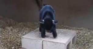 Adorable Baby Pygmy Goat Shows Off His Joyful Dance Adorable Baby Pygmy Goat Shows Off His Joyful Dance