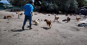 Man Builds Sanctuary For Over 750 Homeless Dogs To End Their Suffering Man Builds Sanctuary For Over 750 Homeless Dogs To End Their Suffering