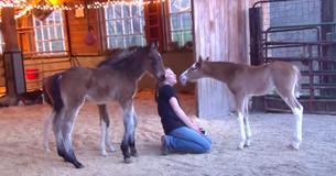 Un poulain allait être abandonné parce qu'il ne pouvait pas être un cheval de course - mais une femme est devenue une partie de sa vie Un poulain allait être abandonné parce qu'il ne pouvait pas être un cheval de course - mais une femme est devenue une partie de sa vie